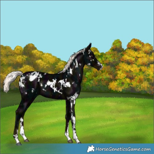 Horse Color:White Spotted Midnight Liver Chestnut Ice Mushroom Varnish 