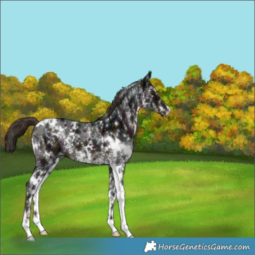 Horse Color:White Spotted Midnight Liver Chestnut Ice Sabino 