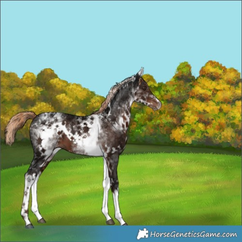 Horse Color:White Spotted Liver Chestnut Ice 