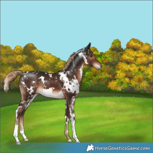 Horse Color:White Spotted Liver Chestnut 