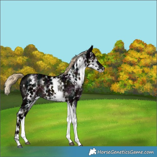 Horse Color:White Spotted Midnight Liver Chestnut Ice 