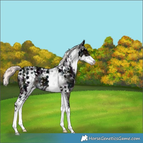 Horse Color:White Spotted Midnight Liver Chestnut Ice Mushroom 