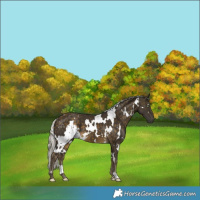 Horse Color:White Spotted Silver Buckskin 