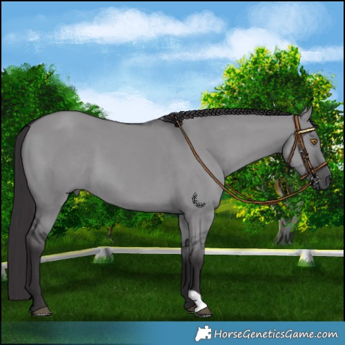 Horse Color:Smoky Grullo Chinchilla 