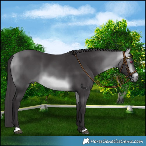 Horse Color:Buckskin Chinchilla 