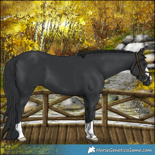 Horse Color:Black Chinchilla 