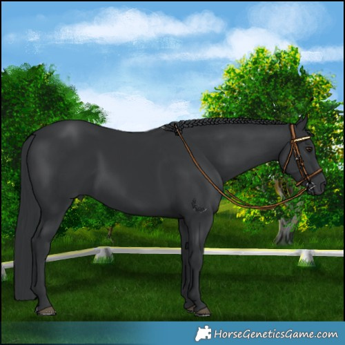 Horse Color:Black Chinchilla 