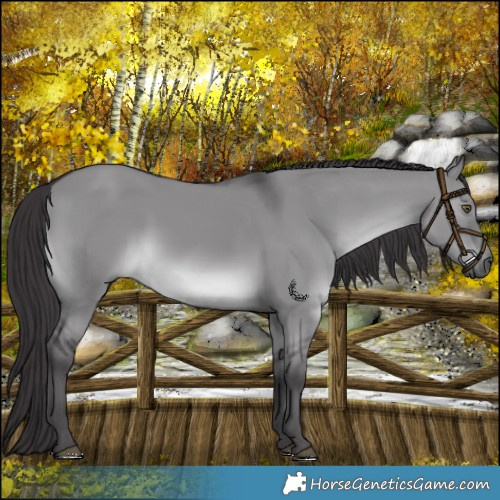 Horse Color:Smoky Grullo Chinchilla 