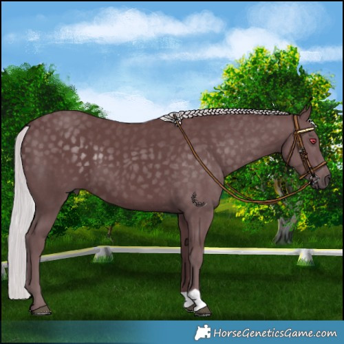 Horse Color:Chocolate Silver Smoky Black Chinchilla 