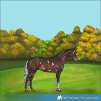 Horse Color:White Spotted Silver Brown Tobiano