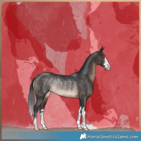 Horse Color:Brown Rabicano 