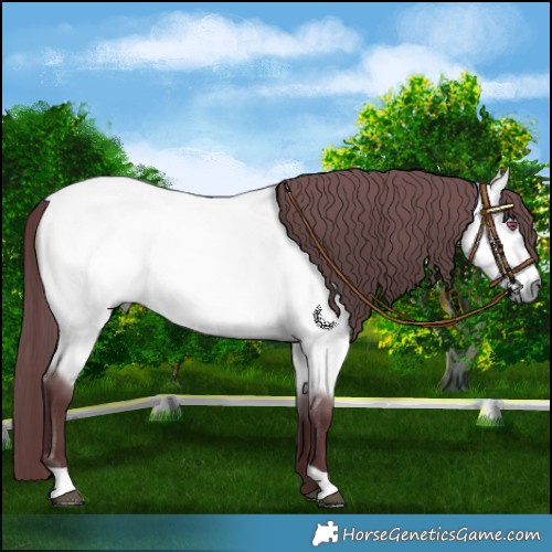 Horse Color:Chocolate Buckskin Chinchilla 