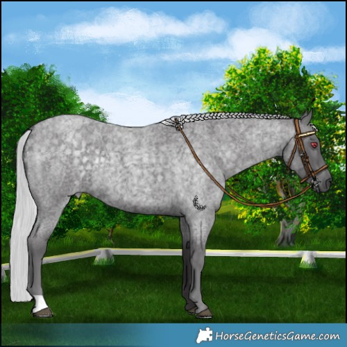 Horse Color:Silver Smoky Blue Chinchilla Roan Rabicano 