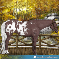 Horse Color:Chocolate Silver Black Chinchilla Appaloosa