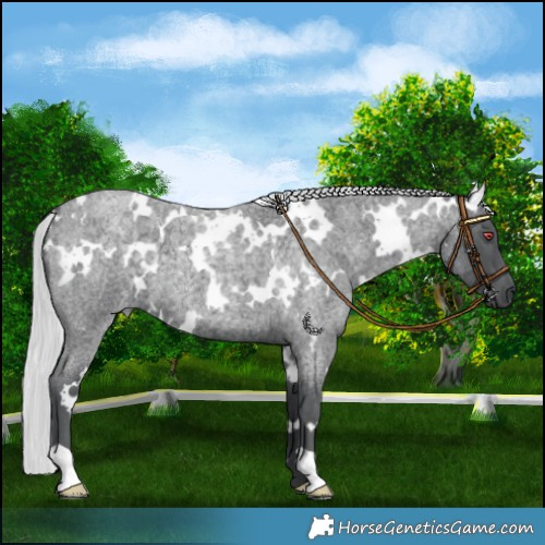 Horse Color:White Spotted Silver Blue Chinchilla Roan 