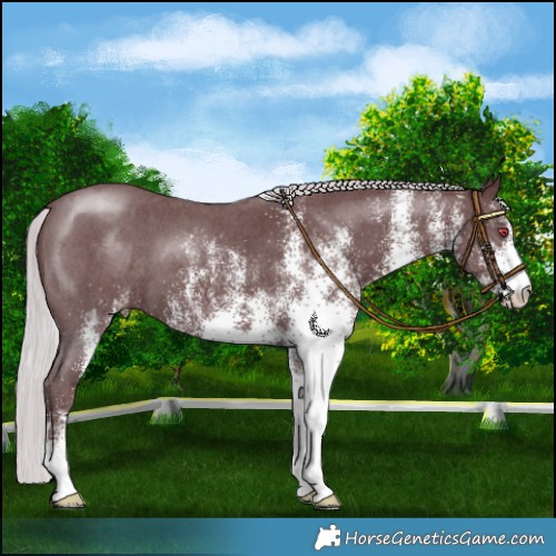 Horse Color:White Spotted Chocolate Silver Smoky Black Chinchilla 