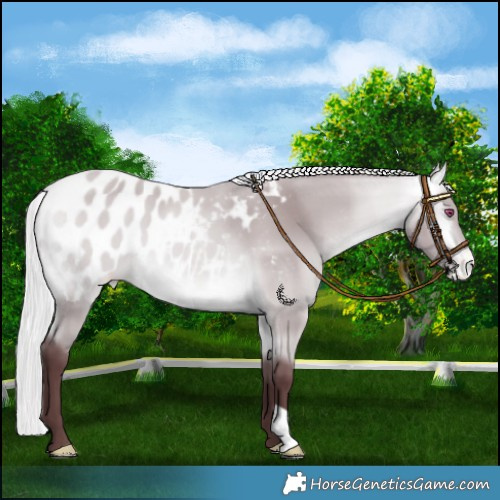 Horse Color:Chocolate Silver Buckskin Chinchilla Blanket 