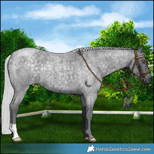 Horse Color:Silver Blue Chinchilla Roan 