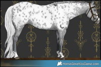 Horse Color:Silver Grullo Chinchilla Appaloosa 
