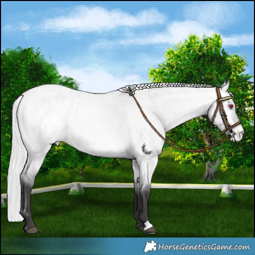 Horse Color:Silver Buckskin Chinchilla Roan Dun Appaloosa