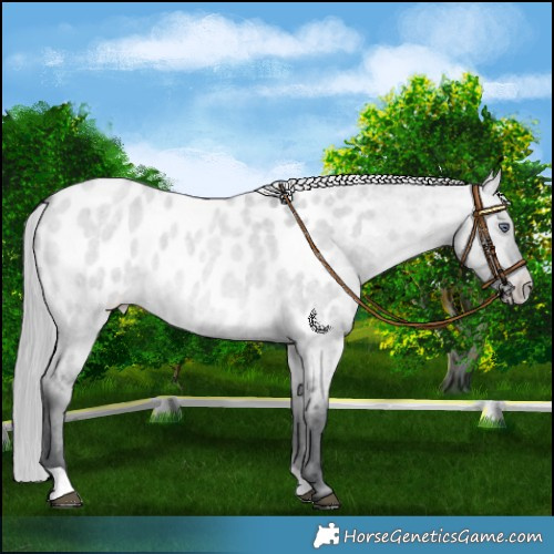 Horse Color:Brown Chinchilla Roan Dun Appaloosa 
