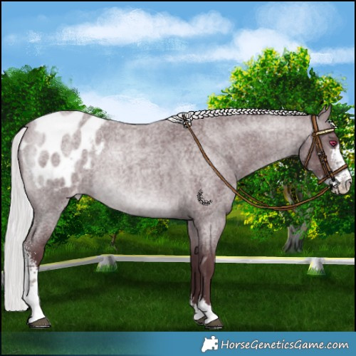 Horse Color:Chocolate Silver Brown Chinchilla Roan Sabino Appaloosa 