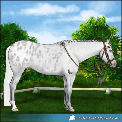 Horse Color:Silver Smoky Grullo Chinchilla Blanket 