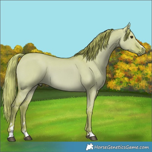Horse Color:Watercolor Red Dun 