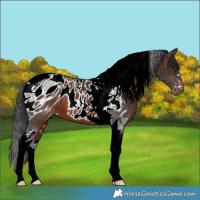 Horse Color:ERROR: UNKNOWN ANOMALY