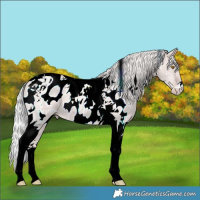 Horse Color:Platinum Silver Classic Champagne Dun Tobiano Near Leopard