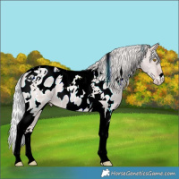 Horse Color:Platinum Silver Classic Champagne Dun Tobiano Appaloosa