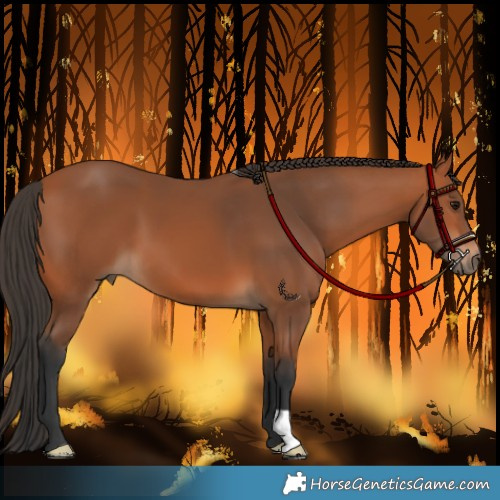 Horse Color:Bay 