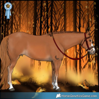 Horse Color:Chestnut 