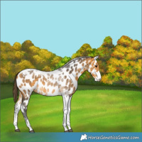 Horse Color:Buckskin Sabino Tobiano Near Leopard