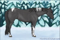 Horse Color:Smoky Blue Roan Tobiano 