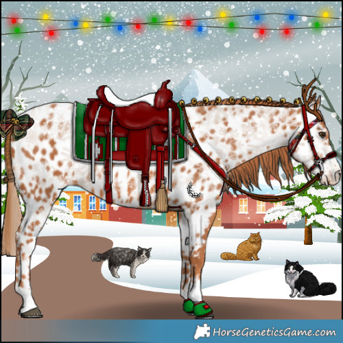 Horse Color:Chestnut Appaloosa 