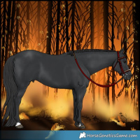 Horse Color:Black 