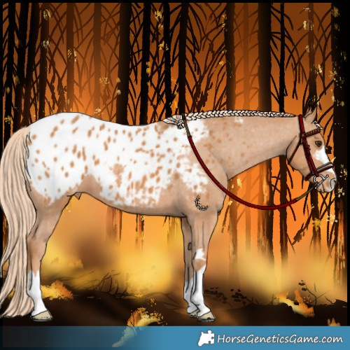 Horse Color:Chestnut Appaloosa 