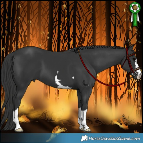 Horse Color:Black 