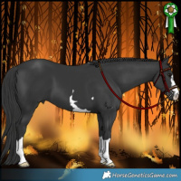 Horse Color:Black 