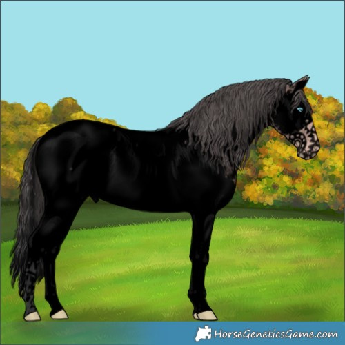 Horse Color:Void Platinum Bay Roan Splash Appaloosa 