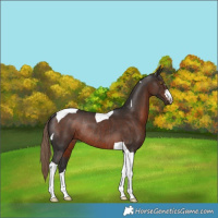 Horse Color:Liver Chestnut Tobiano Rabicano 