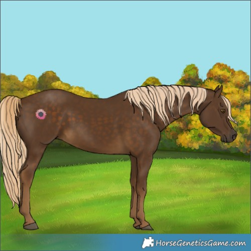Horse Color:Chocolate Palomino 