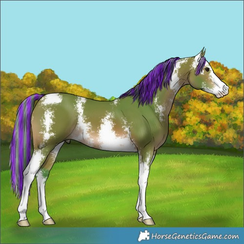 Horse Color:Painted Watercolor Bay Sabino 