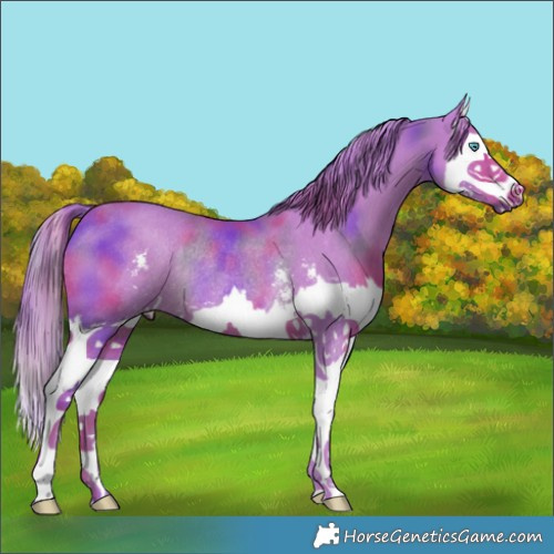 Horse Color:Nacre Watercolor Chestnut Sabino Splash Rabicano 