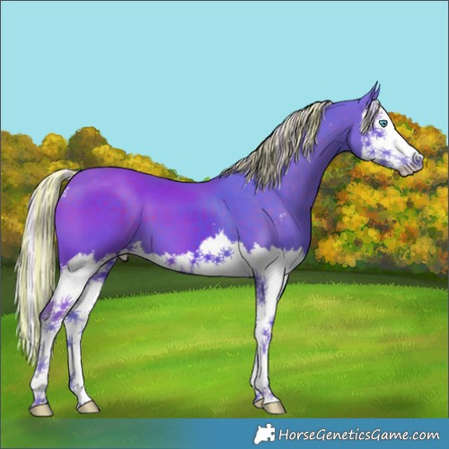 Horse Color:Painted Watercolor Silver Black Sabino Splash 