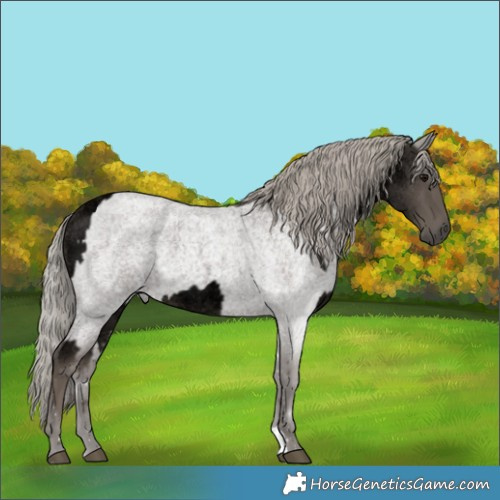Horse Color:Void Silver Smoky Blue Roan  and Silver Blue Roan 