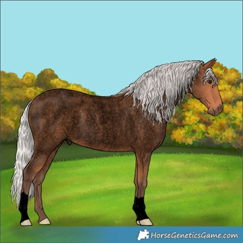 Horse Color:Void Silver Bay Roan 