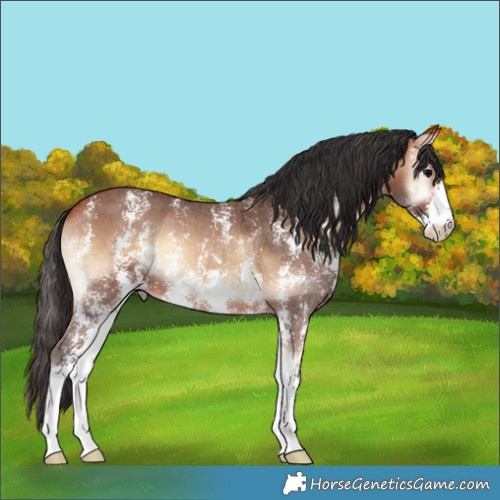 Horse Color:Bay Onyx Sabino 