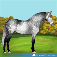 Horse Color:Gray Bay Roan Splash Tobiano Blanket 